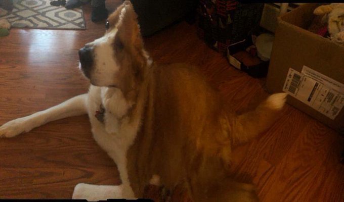 3 pic. It’s Clixie Awareness Day! Are you aware of Clixie? (the dog) https://t.co/Z3bzkhOgup