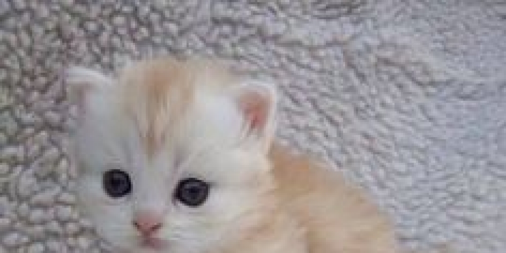 KittyFy3's tweet photo. #catsofinstagram #catloversclub #catsoftwitter #cats https://t.co/nLG8eNEAXO