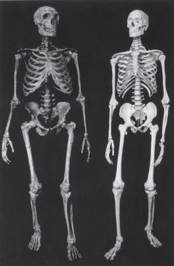robertosaezm's tweet photo. Composite Neanderthal skeleton reconstructed by G. J. Sawyer and Blaine Maley (photo by Denis Finnin, courtesy of the American Museum of Natural History) and a modem Homo sapiens of the same stature (photo by Ken Mowbray) https://t.co/lIoTTUa6F6