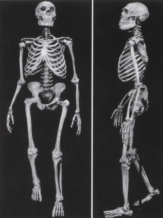 robertosaezm's tweet photo. Composite Neanderthal skeleton reconstructed by G. J. Sawyer and Blaine Maley (photo by Denis Finnin, courtesy of the American Museum of Natural History) and a modem Homo sapiens of the same stature (photo by Ken Mowbray) https://t.co/lIoTTUa6F6