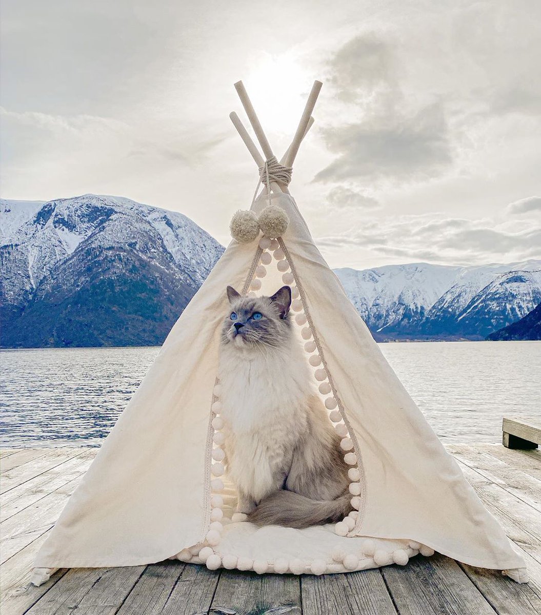 CapmingI's tweet image. Purrfect day for camping in my beautiful teepee from @thefurryme 😻
•
I won this beautiful teepee in @bengalsbaloobagheera @lokiandwolfie @norwegianmuisandfie @bengalcat_olly giveaway 😻  
•#InternationalWomensDay Rondo #camping #campingcat #campingintents #campingaquileia