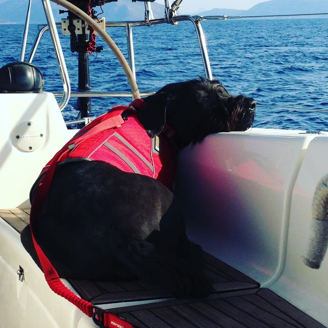 JeanneauAmerica's tweet photo. This pup named "Hero" had the adventure of a lifetime sailing with his family around the world for 7 years. 😍 📸 @cloudninesailing #petsonboard #boatdogs #sailingdogs #jeanneaudogs #jeanneau #jeanneausail #sailing #sailingaroundtheworld #jeanneauyachts https://t.co/Gxzr3PwjC8