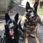 Photo by K9 Chilli & RPD Seb (@K9_Chilli)