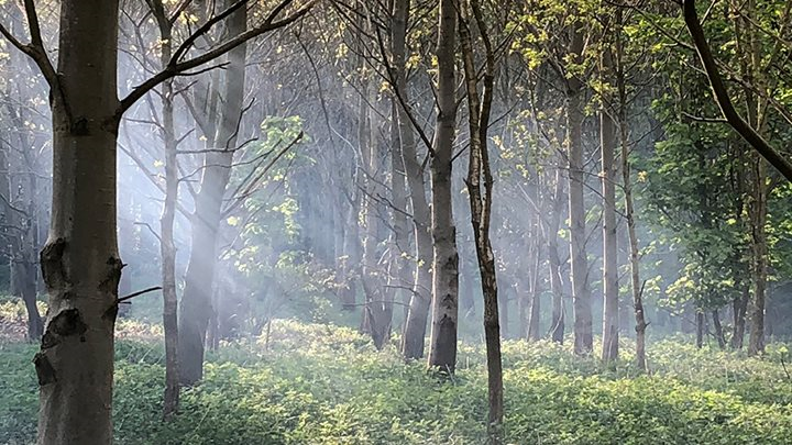 WWoodlanders's tweet photo. A woodland locks up carbon, cleans pollution, prevents flooding, and increases wildlife. A road increases carbon, produces noxious pollution and poisonous runoff, and harms wildlife. #StopWensumLink https://t.co/6KX8vHkO3X