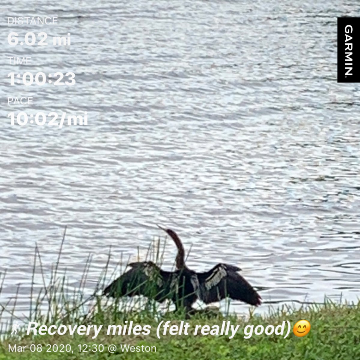 kelcanrun's tweet photo. Not going to push it. REST day tomorrow. 👍🏼 #recoverymiles #seenonmyrun #garmin https://t.co/phZW9TJjgG