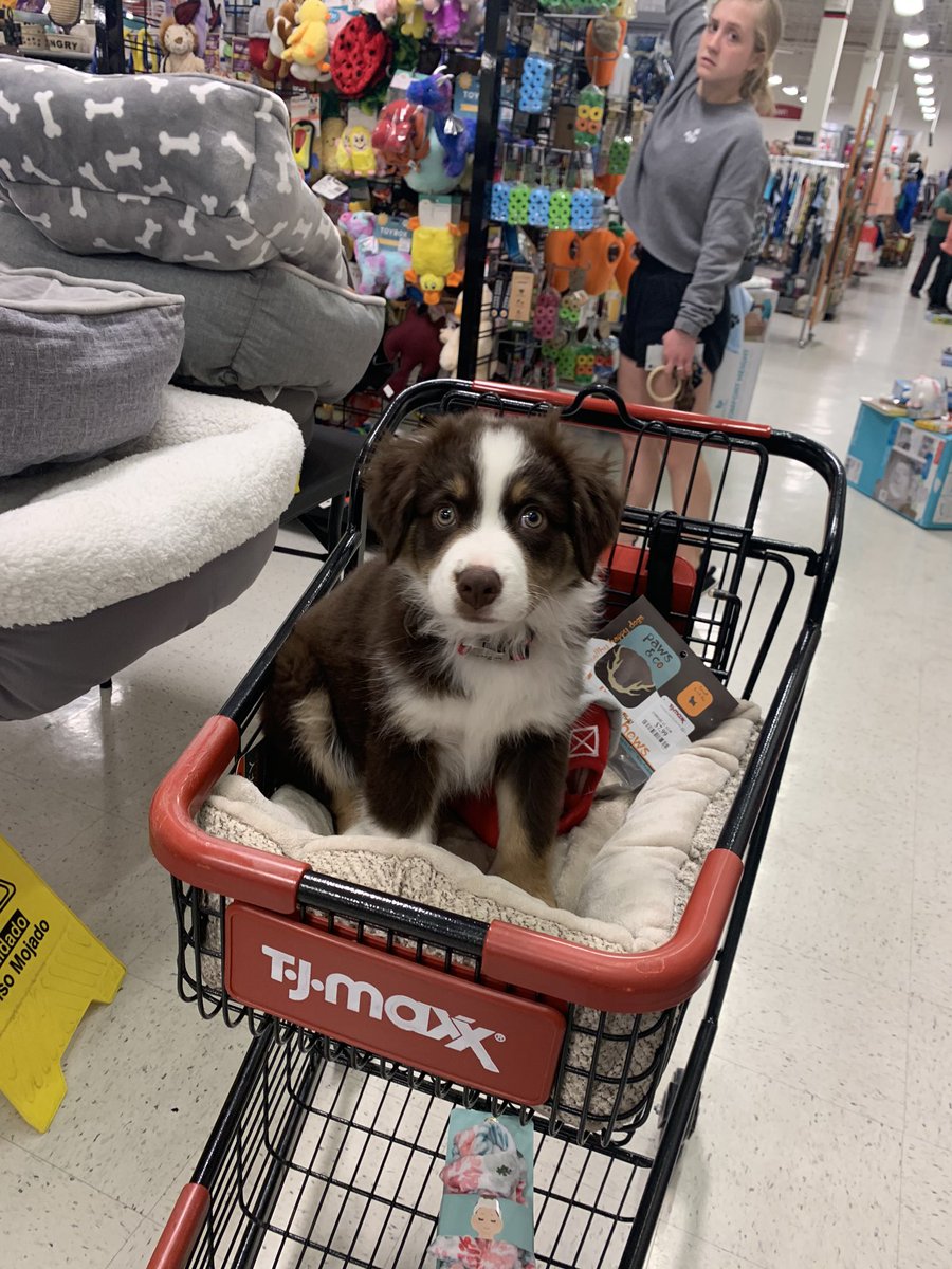 nfondren8's tweet photo. Before and after being told he can get a toy @tjmaxx https://t.co/xPfqgND502