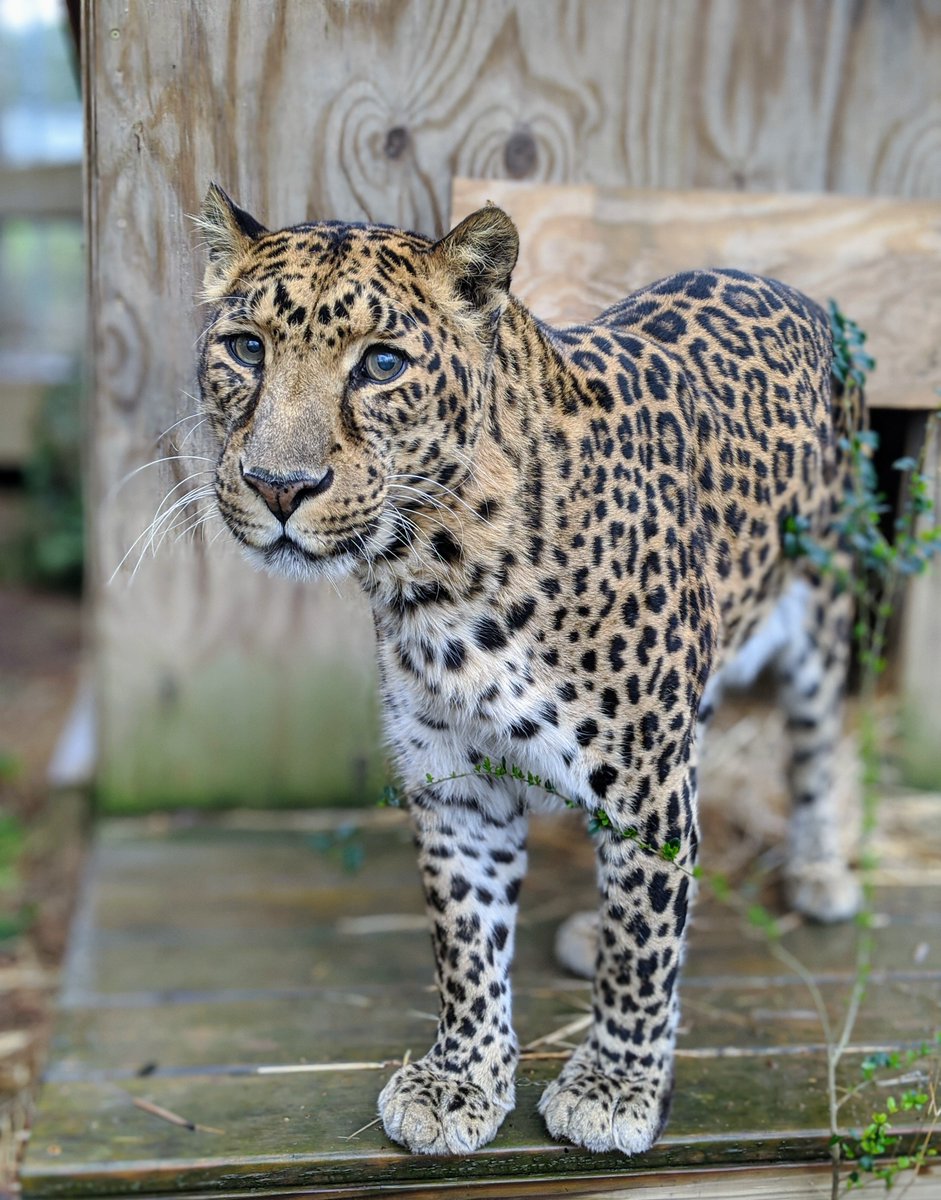 NCTigerRescue's tweet photo. Who else is fighting the Sunday scaries today? Let these awesome shots of Anthony Leopard help you finish your weekend on a high note! 

#NotForProfit #AnthonyLeopard #IAmWild #CarolinaTigerRescue #PredatorsNotPets #SayNoToCubPetting #CuddleKittensNotCubs #ChathamNC https://t.co/Sbbi2VFtx9