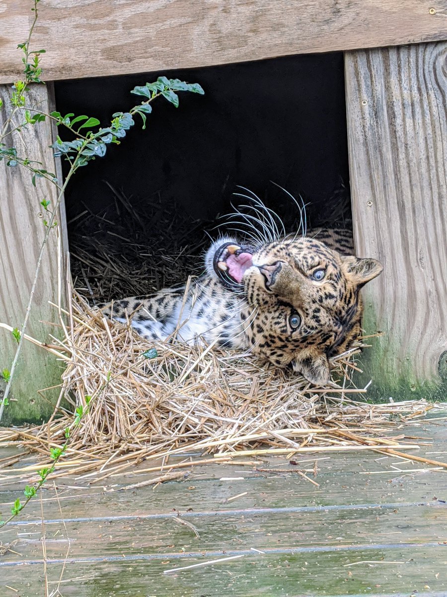 NCTigerRescue's tweet photo. Who else is fighting the Sunday scaries today? Let these awesome shots of Anthony Leopard help you finish your weekend on a high note! 

#NotForProfit #AnthonyLeopard #IAmWild #CarolinaTigerRescue #PredatorsNotPets #SayNoToCubPetting #CuddleKittensNotCubs #ChathamNC https://t.co/Sbbi2VFtx9