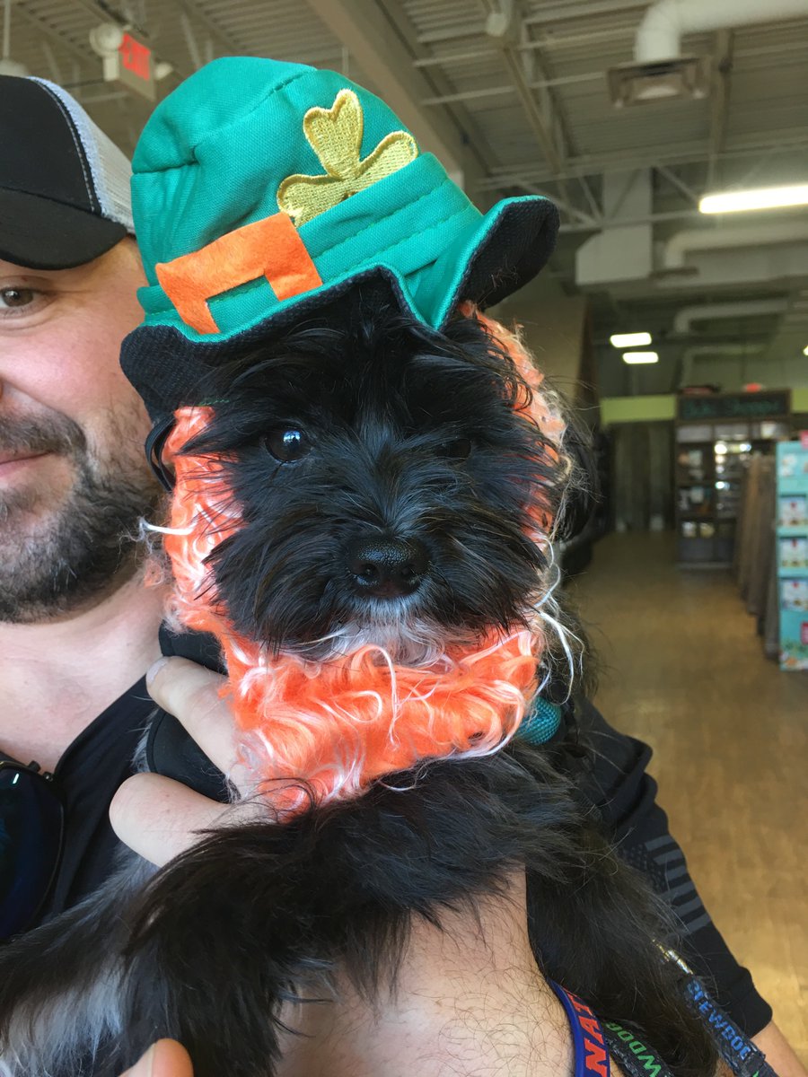CrewPup96's tweet photo. When dad drinks his massive pale ale from @LandGrantBeer...we get our Irish on. Happy early St Patty’s Day #Crew96 fam! #CrewPup 🐾 ☘️ https://t.co/ipYlbZjMf7