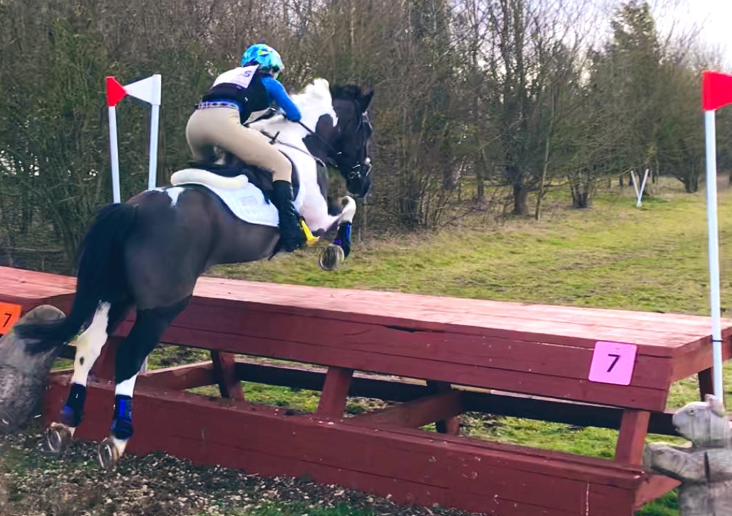 Harris Hawk tweet media