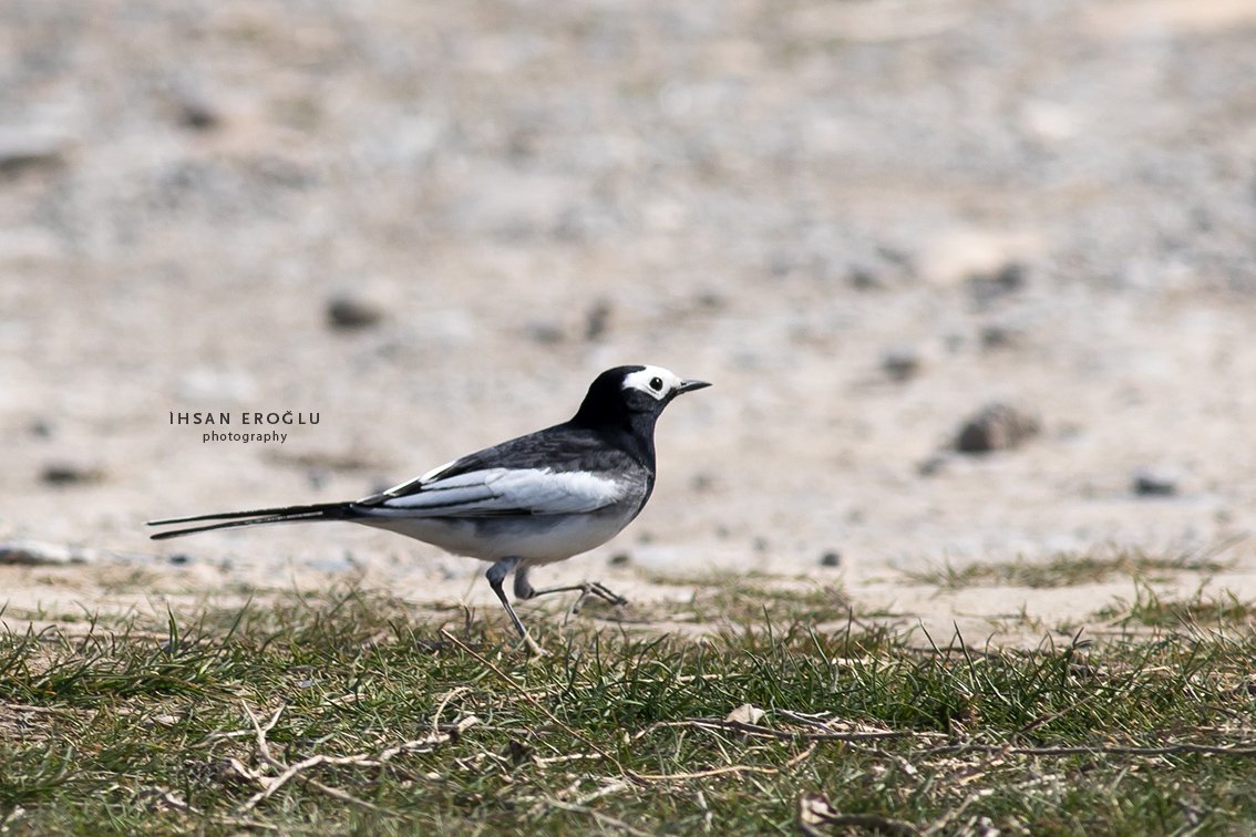 KoyGuncesi's tweet photo. Himalaya kuyruksallayanı (Motacilla alboides) Yine bu coğrafyaya özgü Maskeli kuyruksallayandan (M. personata) sırtının siyah olmasıyla ayrılıyor. Bu alt türlerde gerdan ve başındaki siyah birleşerek göz, maske görünümünü alıyor.
#birdsofkazakhstan #birdwatching #whitewagtail https://t.co/3W1pbiBWL9