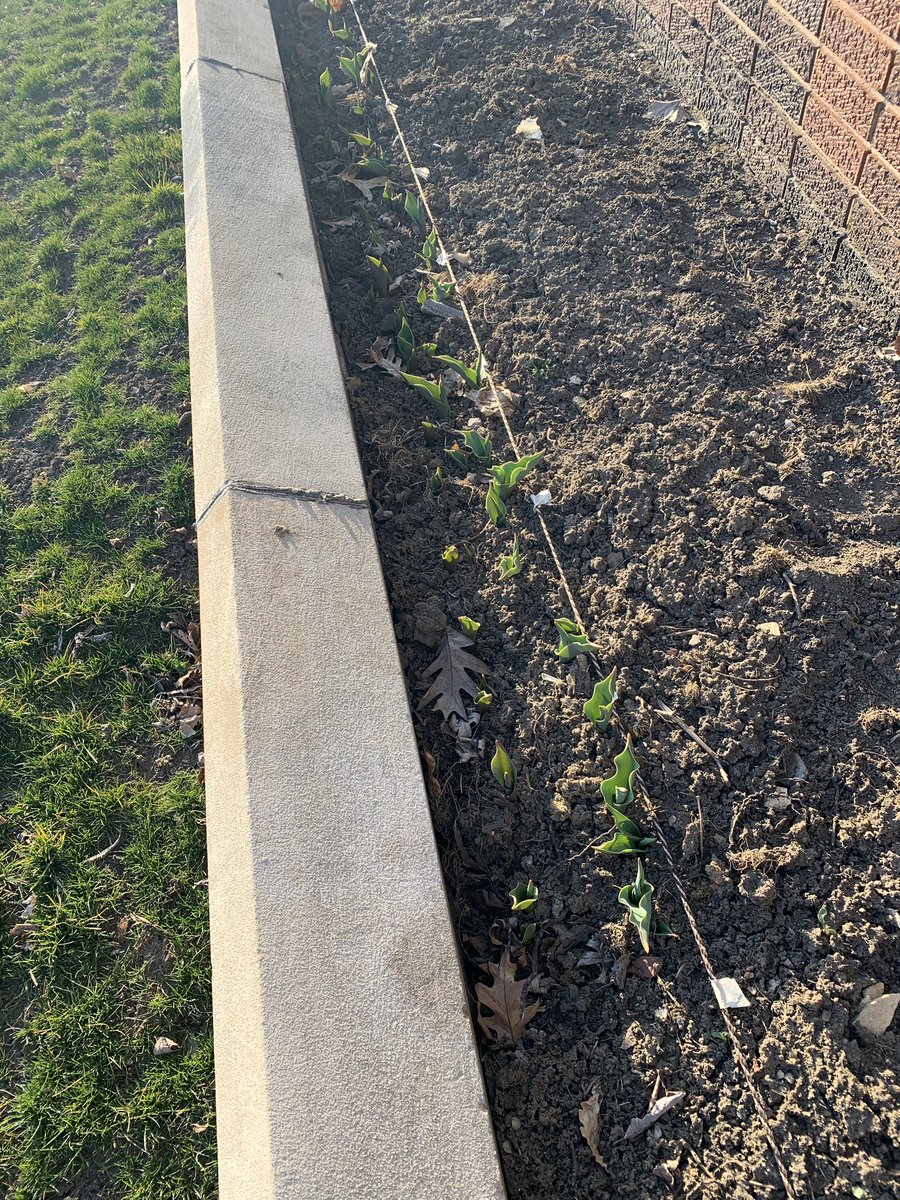 StreatFFA's tweet photo. Remember those tulips our horticulture class planted last fall? Well, they are about to see the product of their toil! #lifeskill #tulip #streatorag #shsdogs #horticulture #streator #learningtodo #red #white #bulldogs https://t.co/zkUnZNPWx8