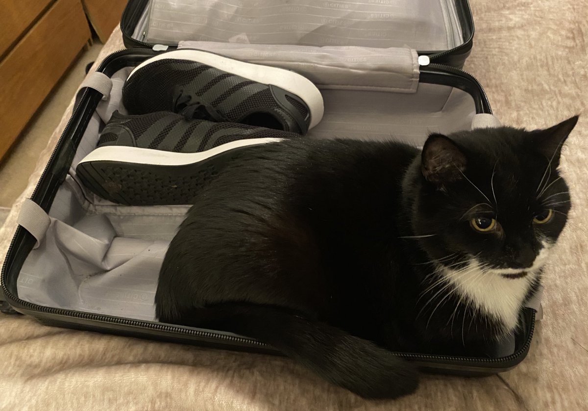 MissTHurst's tweet image. Sox the cat is Kilbowie ready 🤣😂🤣 @LawmuirPS #nothelpful #LPSkilbowie20