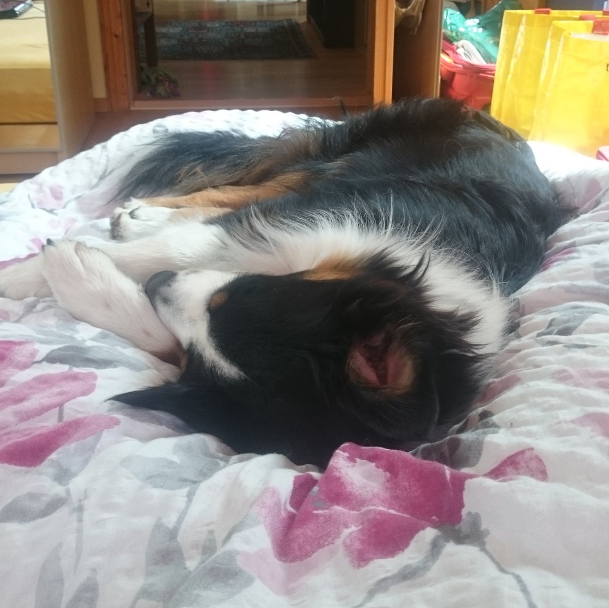 tinyowari's tweet image. a thread of ATEEZ as pictures of my dog bc I feel like it