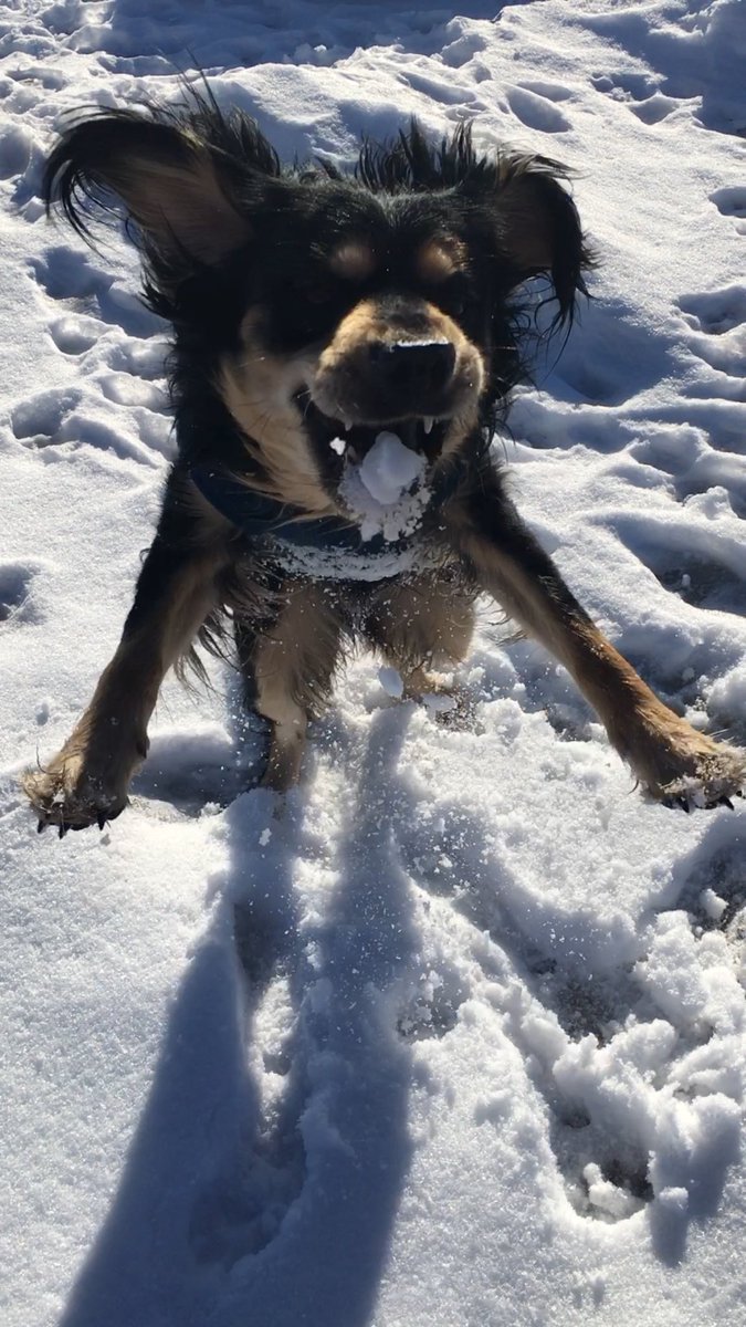 JensenMarquee's tweet photo. ❄️🐾 https://t.co/WgRDDob1Qp