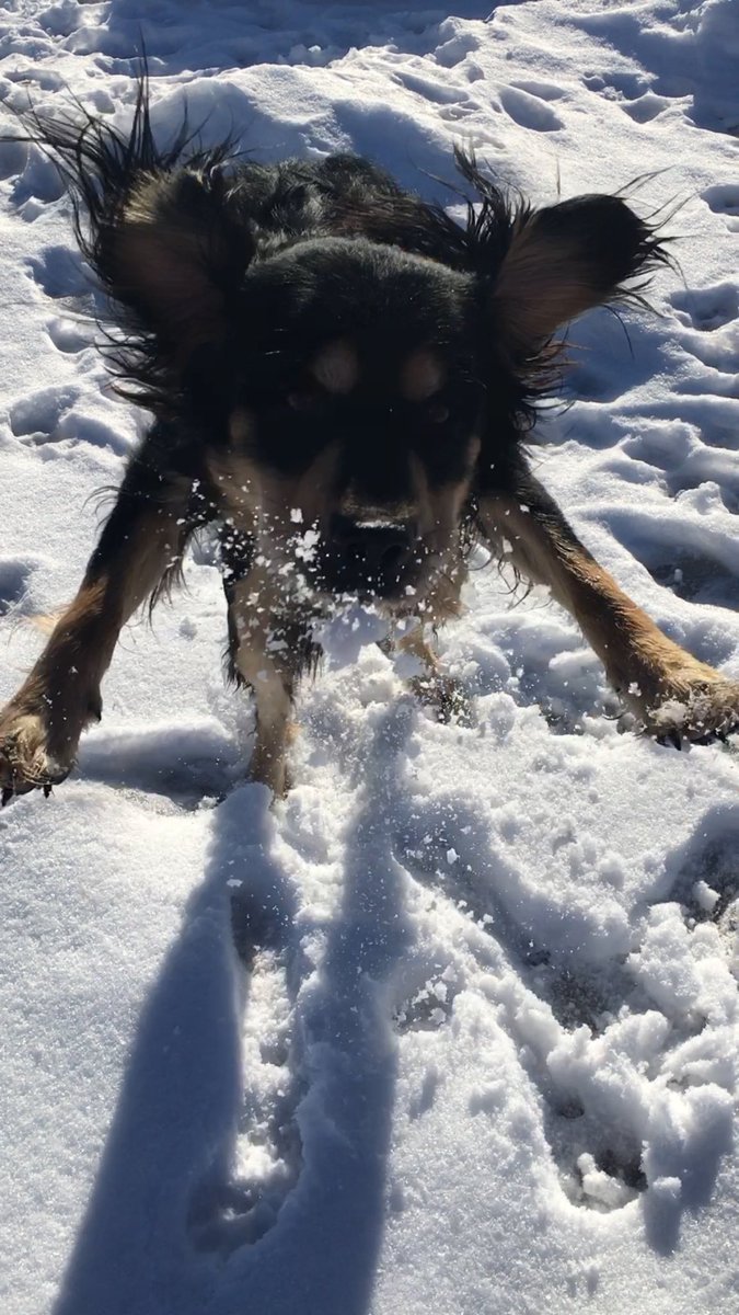 JensenMarquee's tweet photo. ❄️🐾 https://t.co/WgRDDob1Qp