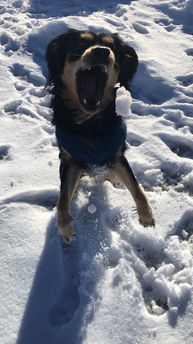 JensenMarquee's tweet photo. ❄️🐾 https://t.co/WgRDDob1Qp