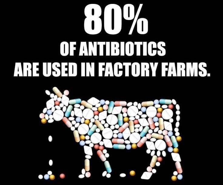 carecgy's tweet photo. Did anyone think slaughtering 60 Billion Land #Animals a year when there is 7 Billion Humans on #Earth can last forever? Swine Flu - #Pigs Avian Flu - #Birds E.Coli - #Cows #Milk SARS - Unknown wild species. #CoronavirusOutbreak - Unknown wild species. Rats, Bats Racoon #Dogs💊🍽 https://t.co/ox8wtzCL0n