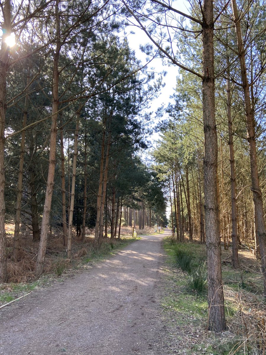 Inspireraces's tweet photo. Great turnout for the #thetfordtrailshalfmarathon this morning at #HighLodge! Well done to all the runners and thank you to our partners in making the first #thetfordtrailshalf a success! @ForestryEngland https://t.co/LkeXlOiYHT
