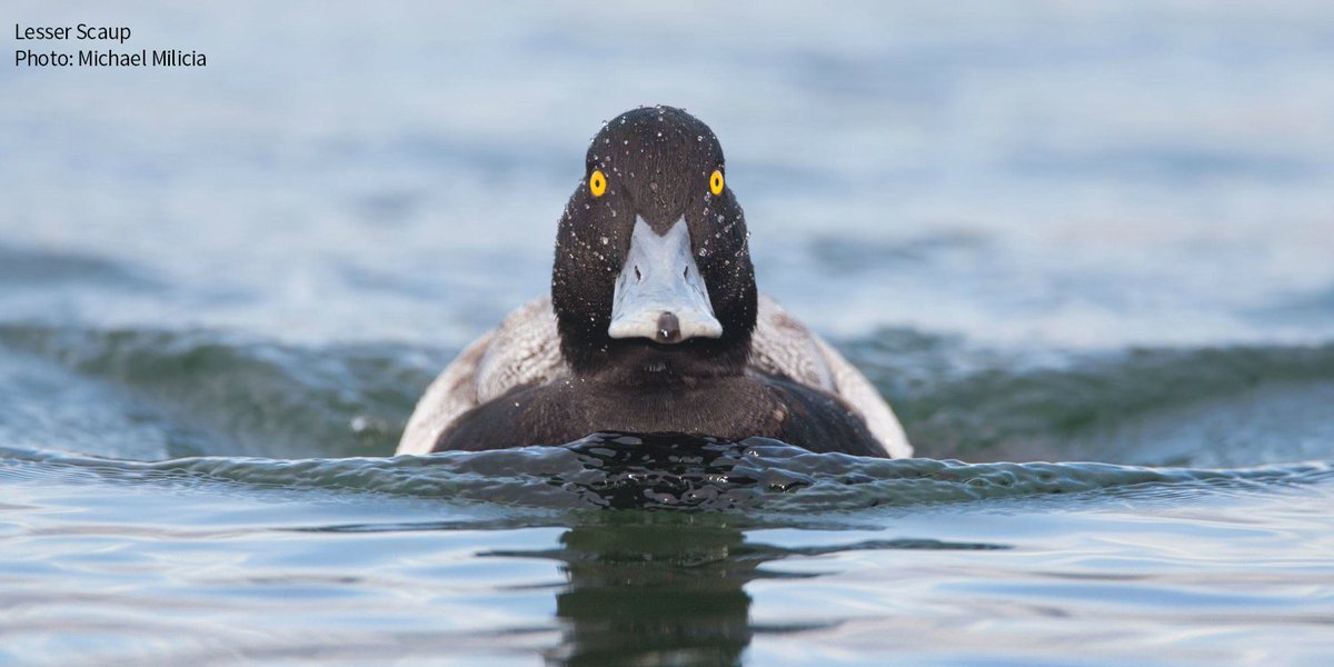 audubonsociety's tweet photo. Trying your hand at duck photography? These tips from bird photographer Michael Milicia will help. https://t.co/5q78uWKMwz https://t.co/BAT6rXXzky