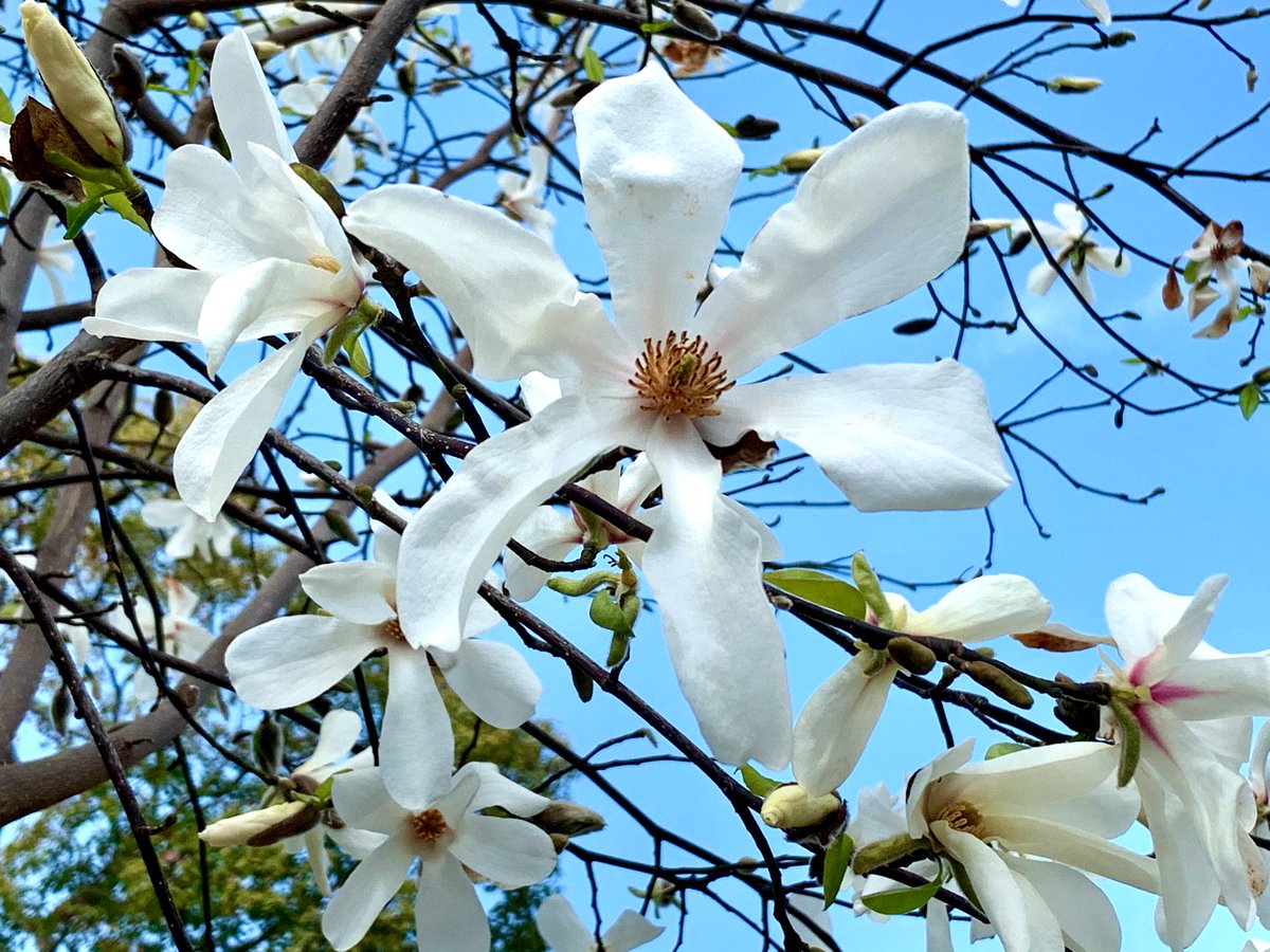 Cloudsailor 星羅の一日一花 Twitter ನಲ ಲ コブシ 辛夷 別名ヤマアララギ 山蘭 コブシ ハジカミ 辛夷椒 田打ち桜 種まき桜 芋植え花などと呼ばれるのは農作業の目安とされたことによる 樹いっぱいの白い花 モクレン科モクレン属 日本の他済州島にも