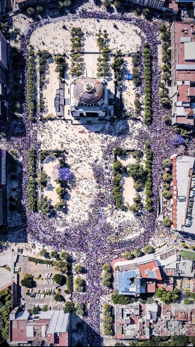 fherval's tweet photo. Floreciendo como las Jacarandas. https://t.co/rfSBNXIpEz