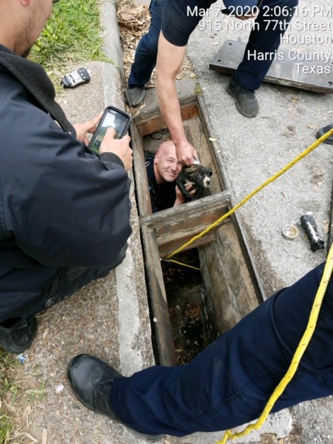 HoustonSPCA's tweet photo. FOUR LONG HOURS: Somehow an 8-week old pup got separated from his litter and had to be rescued from deep inside a storm drain off East Navigation.  Great teamwork with @HoustonFireDepartment #Rescue42 #Engine20  The litter is now safe on our #campus getting checked out by sta.... https://t.co/TsX6CfdJld