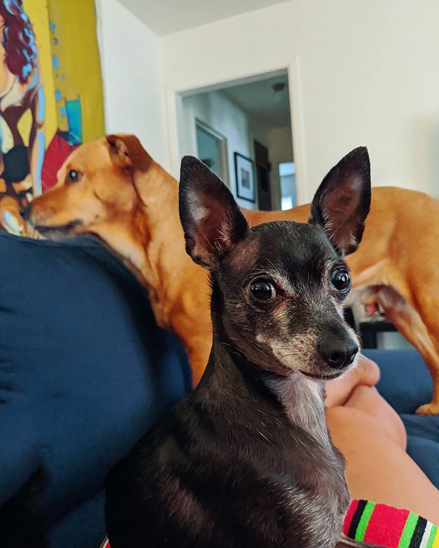 brucewayneatx's tweet photo. Sunday Hangz ☀️🐾 https://t.co/MgEGWAdMV2 https://t.co/7H17DbCJFC
