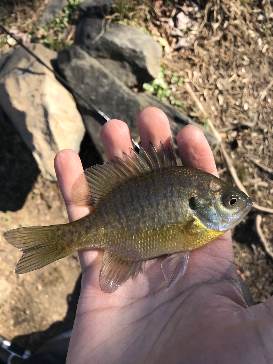 CreatorJayce's tweet image. I went fishing at a lake that was next to a river. In total I caught 5 fish: 2 redear sunfish (Lepomis microlophus)  2 bluegill (Lepomis macrochirus) and 1 fallfish (Semotilus corporalis). 

#Sunfish #fallfish #fishing