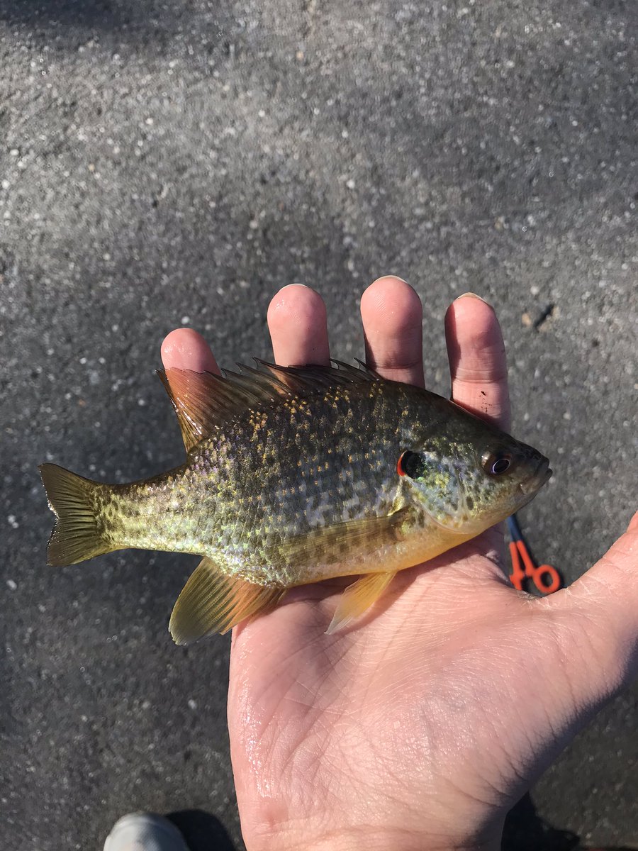 CreatorJayce's tweet image. I went fishing at a lake that was next to a river. In total I caught 5 fish: 2 redear sunfish (Lepomis microlophus)  2 bluegill (Lepomis macrochirus) and 1 fallfish (Semotilus corporalis). 

#Sunfish #fallfish #fishing