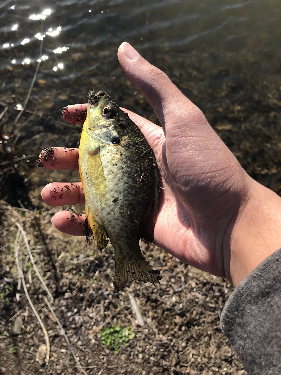 CreatorJayce's tweet image. I went fishing at a lake that was next to a river. In total I caught 5 fish: 2 redear sunfish (Lepomis microlophus)  2 bluegill (Lepomis macrochirus) and 1 fallfish (Semotilus corporalis). 

#Sunfish #fallfish #fishing