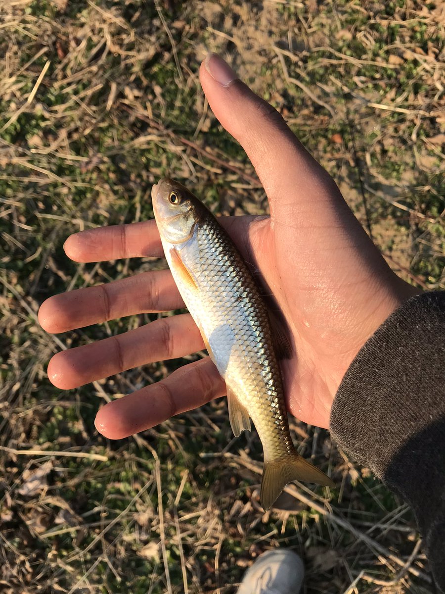 CreatorJayce's tweet image. I went fishing at a lake that was next to a river. In total I caught 5 fish: 2 redear sunfish (Lepomis microlophus)  2 bluegill (Lepomis macrochirus) and 1 fallfish (Semotilus corporalis). 

#Sunfish #fallfish #fishing