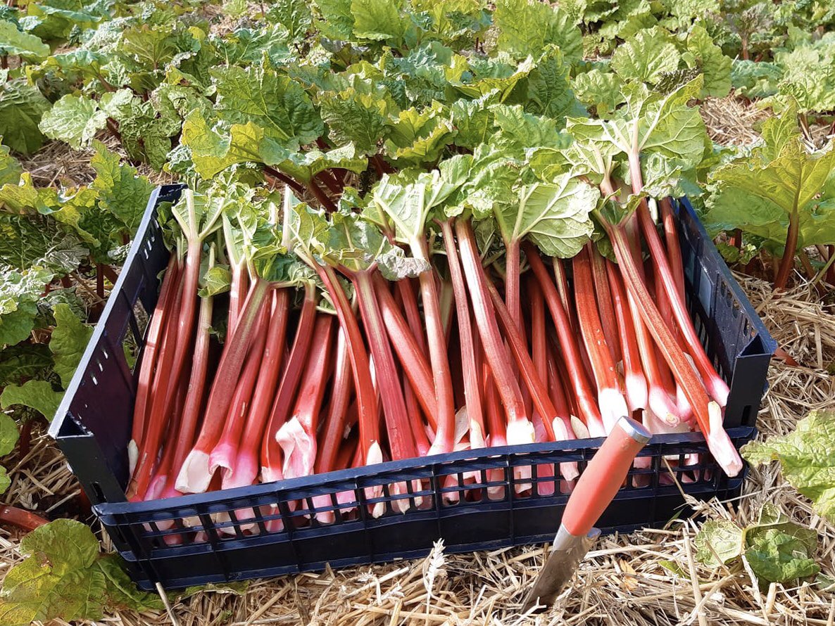 Freshly cut today homegrown Rhubarb, why not make a crumble? #rhubarb #rhubarbcrumble #rhubarbandcustard #rhubarbpie #sundaypudding #broadditch #homegrown #farmfresh #freshrhubarb #fieldfresh #fieldtofork #kentfarm #southfleet