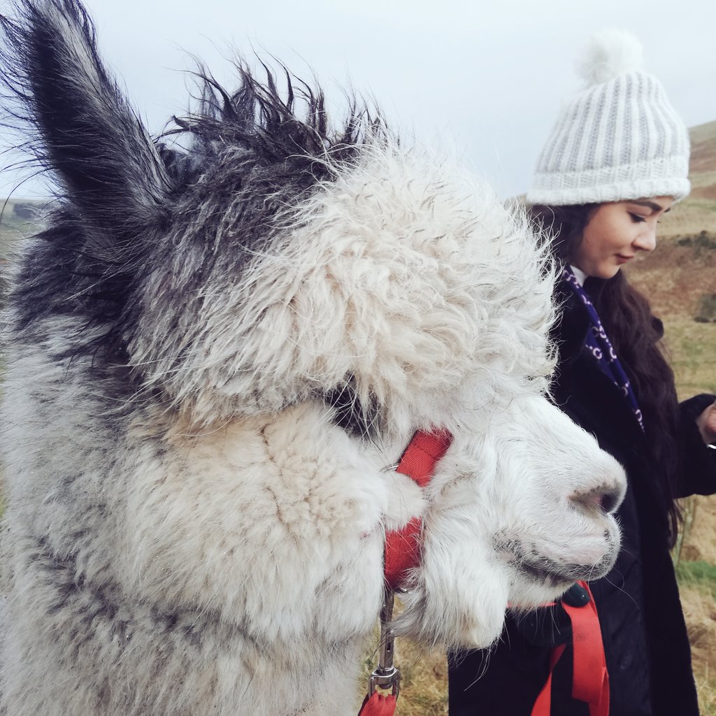 RideScotBorders's tweet photo. It's a hard job but somebody had to do #carrotcutter #alpacadays @Beirhopefarm https://t.co/LhKpFGywLf