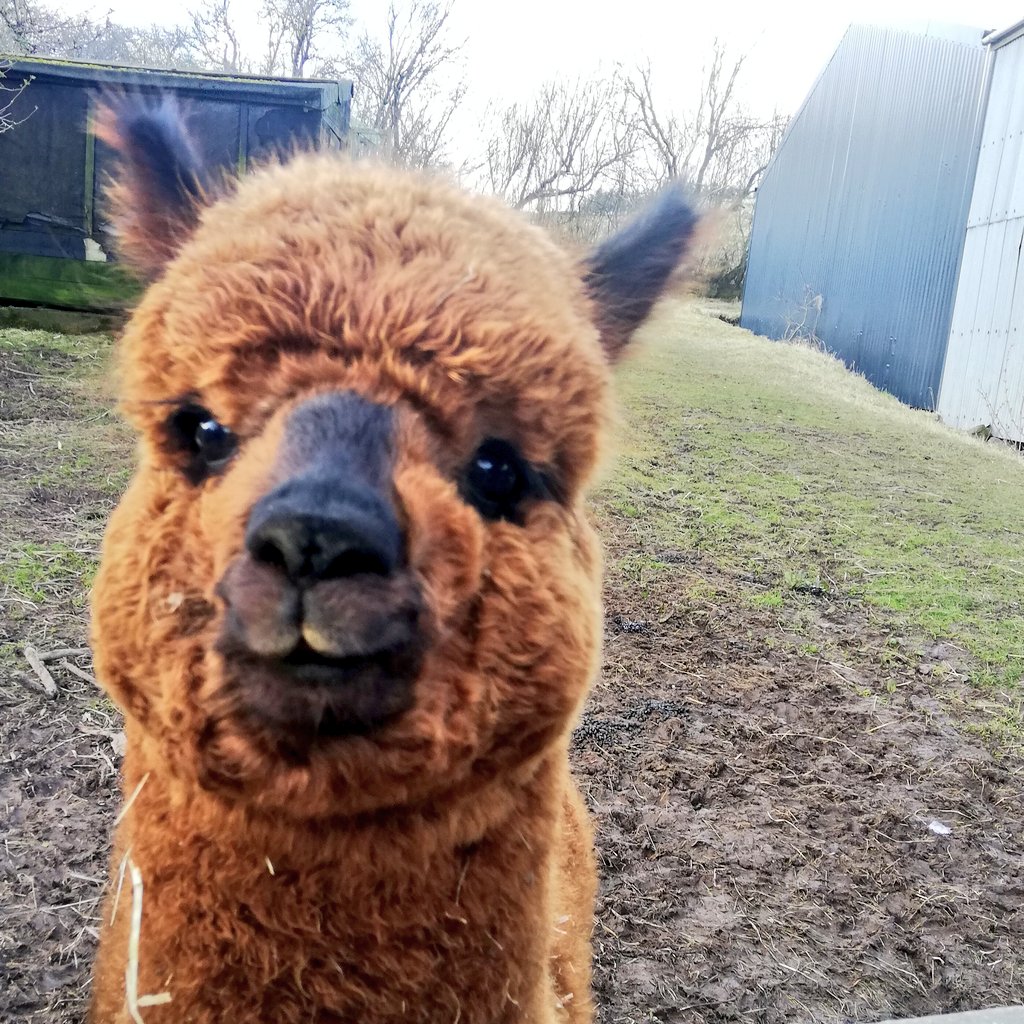 RideScotBorders's tweet photo. It's a hard job but somebody had to do #carrotcutter #alpacadays @Beirhopefarm https://t.co/LhKpFGywLf