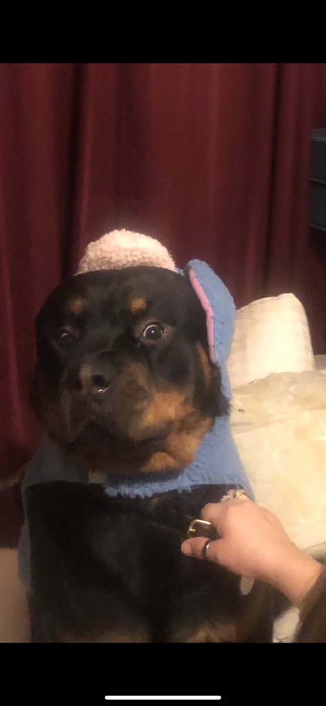 _QueenDramatic's tweet photo. @JayKubzScouts =^^= This is my Señor Fluoofers ❤️🧡🖤 https://t.co/3ElveKS4GT
