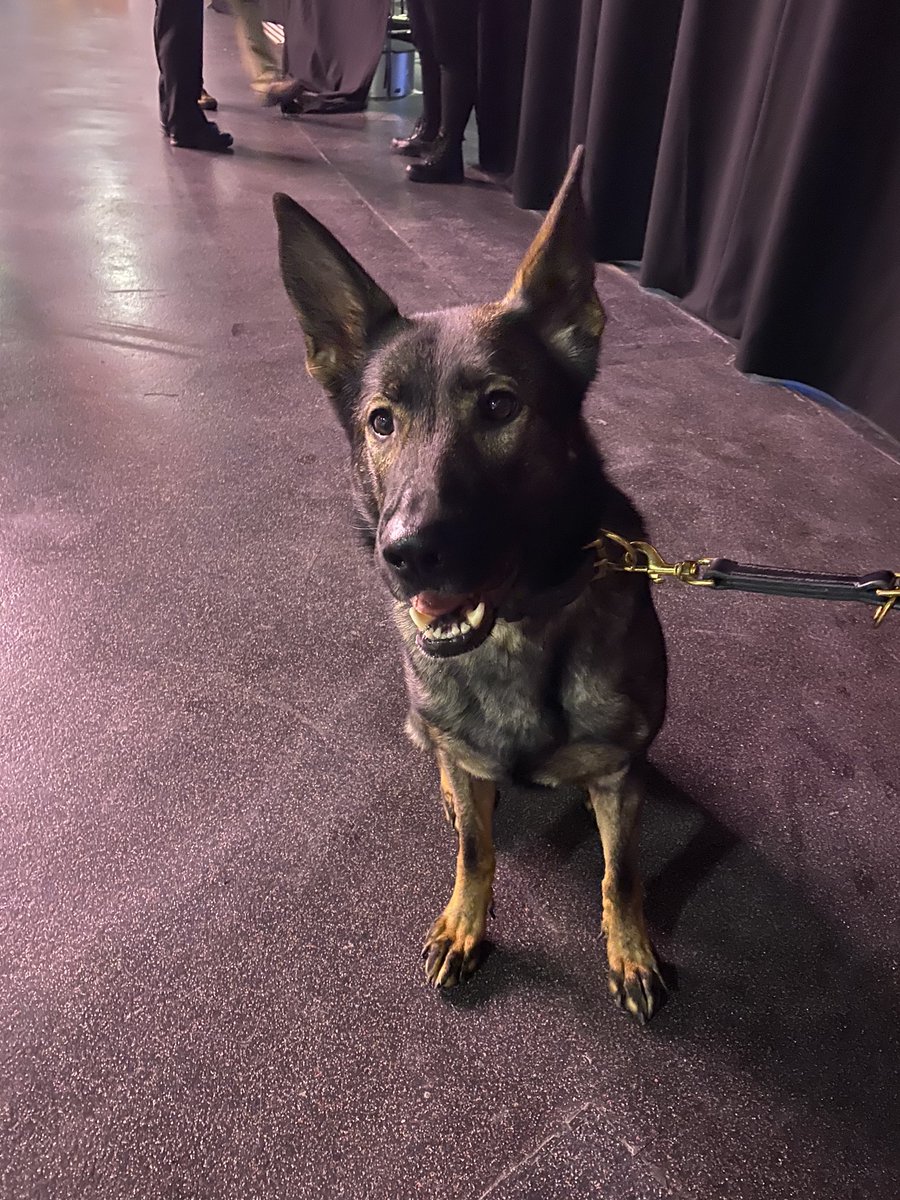 Northants Police Dog Section tweet media