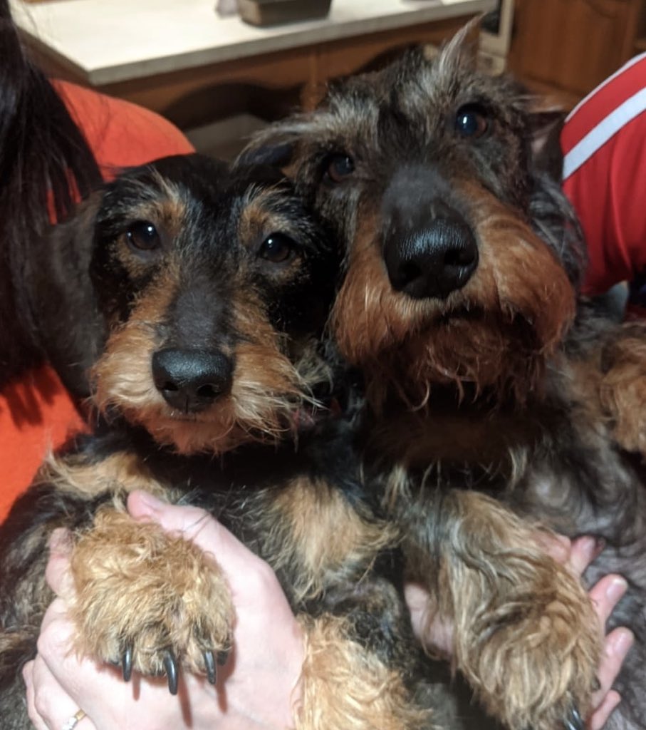 Sally94W's tweet photo. My two little sausages ❤️❤️ https://t.co/71CEg6f6Yw