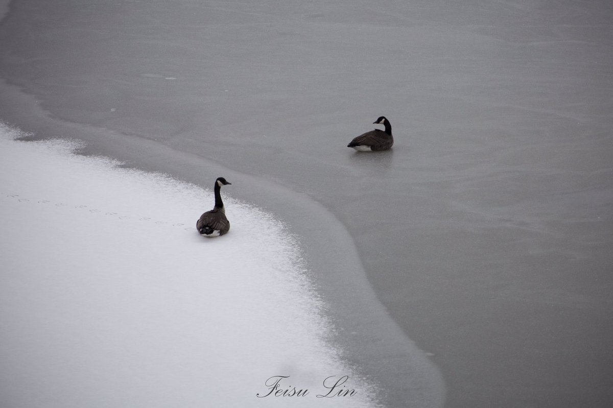 Sinan Lin MD tweet media