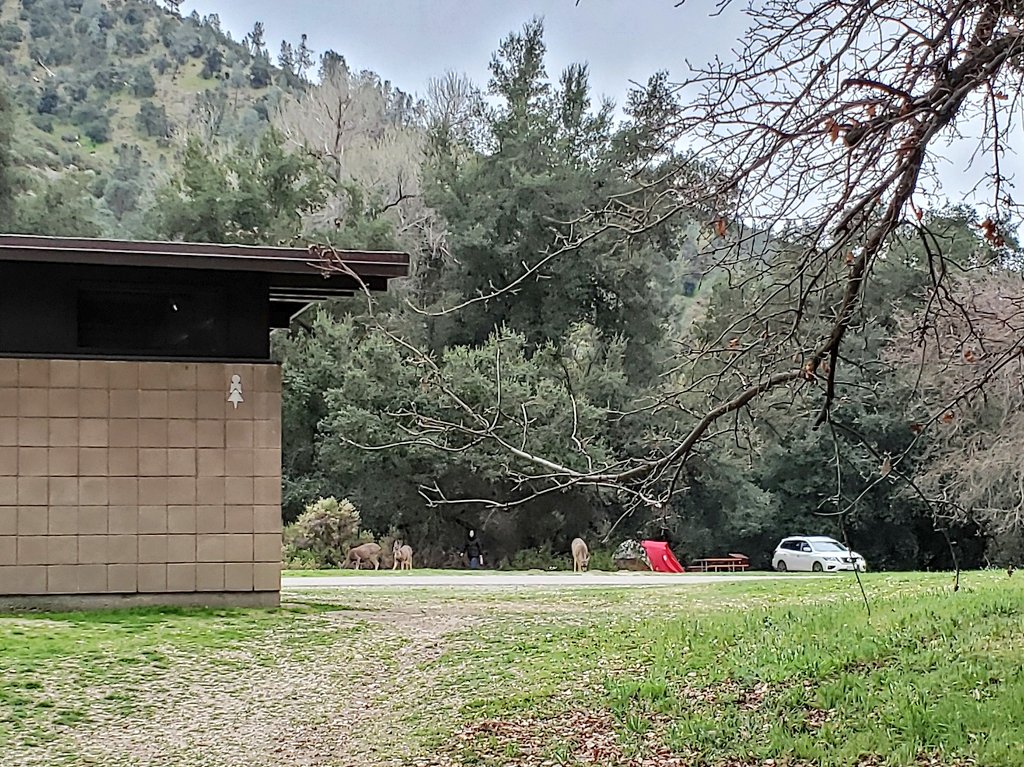 tinyocean_rving's tweet photo. #RVTrip3 Woke up at 6:55 so I jumped out of bed and walked to the office. On the way I saw bunnies and deers! Another beautiful #campground. We ❤ #NP camping! In short: Shop closed, walked 45 min, shop opened 8 am (sign says 8:30 am) and we got another night! 🎉👍 #RVingUS https://t.co/tKLMKoto9X