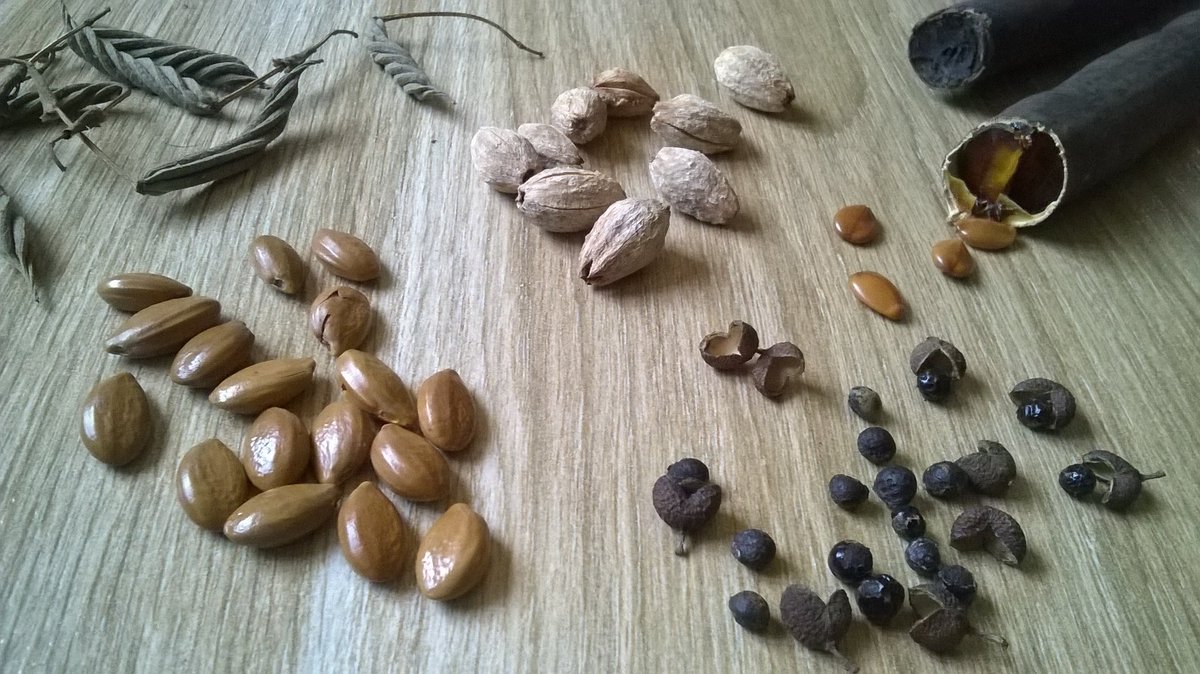 I have started collecting seeds of native plants...... these will be used for preparing seedlings #NativeTrees #Forest #Seeds #GrowNatives #NativeSeed #SeedCollection #NativePlants