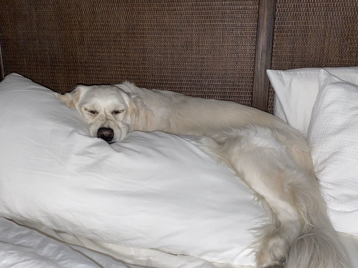 madisonnnrock's tweet photo. I dare you to find a comfier pup. #Sundaze https://t.co/H2P8smH37c