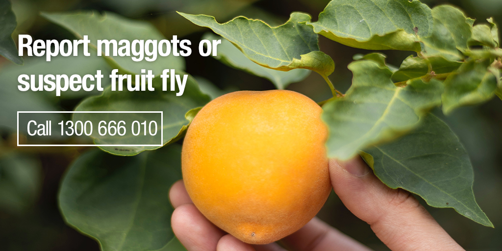 If you live in @CityofPAE, City of #Prospect or <a href="/CharlesSturtSA/">City of Charles Sturt</a> in the #BlairAthol or #CroydonPark Fruit Fly outbreak areas, check your home grown 🏡 fruit 🍎 for maggots 🐛. Report any suspect #FruitFly to 
☎️ 1300 666 010 ow.ly/gorI50yyazZ