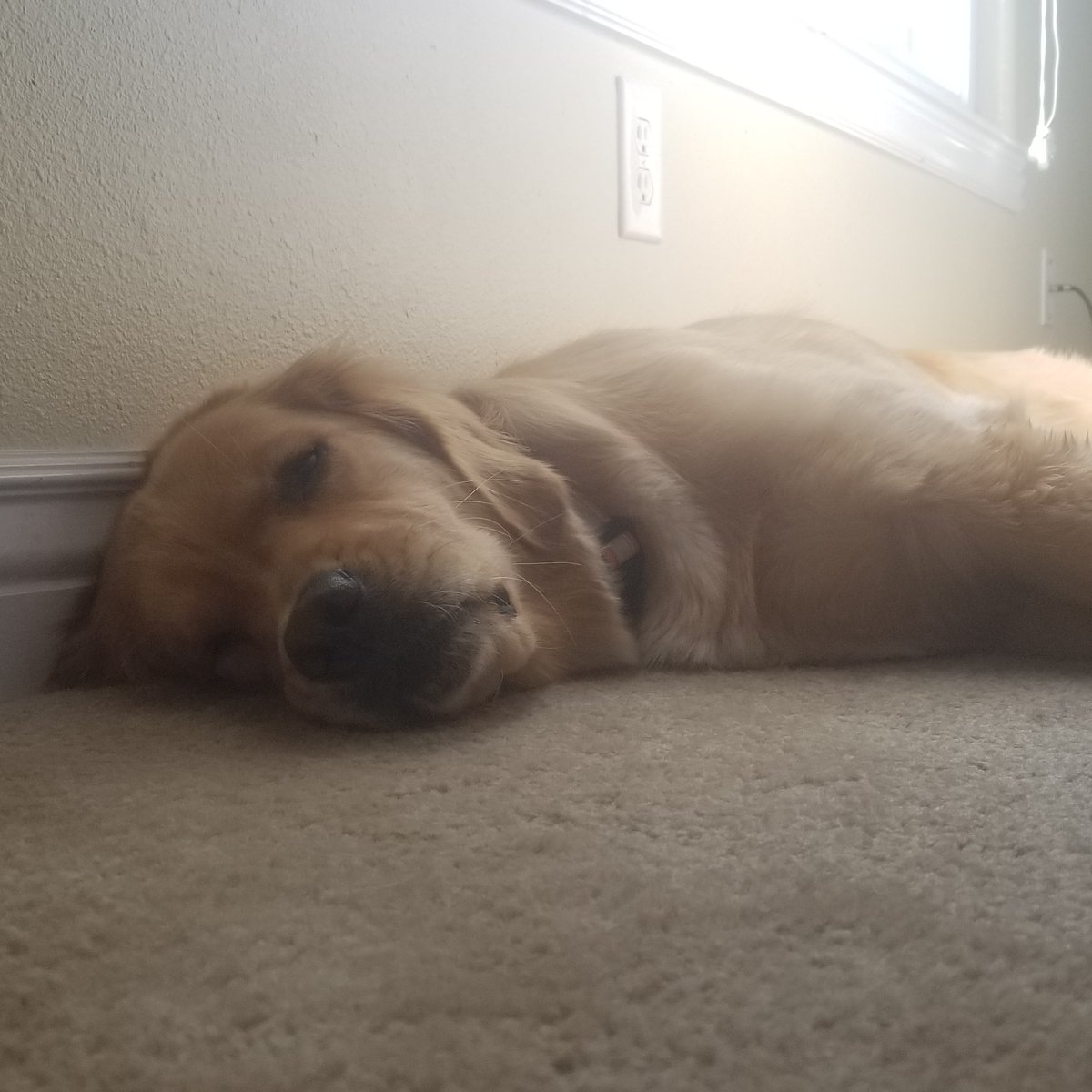 Pawsitivedenver's tweet photo. https://t.co/zag4UaDfvh