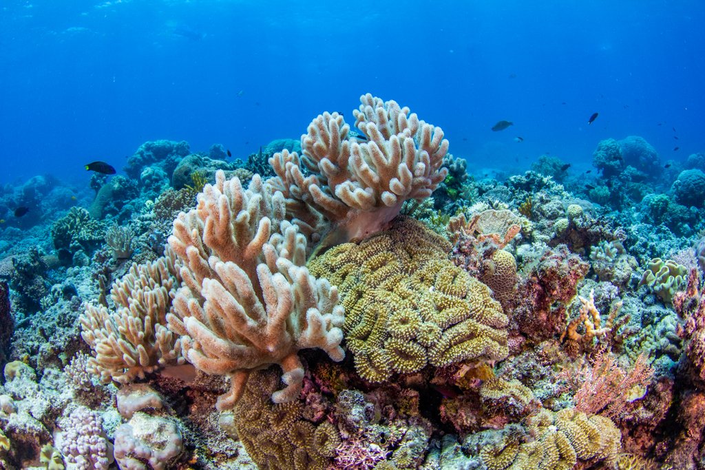 compasscruises's tweet photo. The coral formations at our dive and snorkelling site at Breaking Patches Reef will mesmerise you in many ways. 
Come and experience the magic of the #GreatBarrierReef.

Find out more at https://t.co/3YQ8OdWfXa https://t.co/fp4TxuF74X