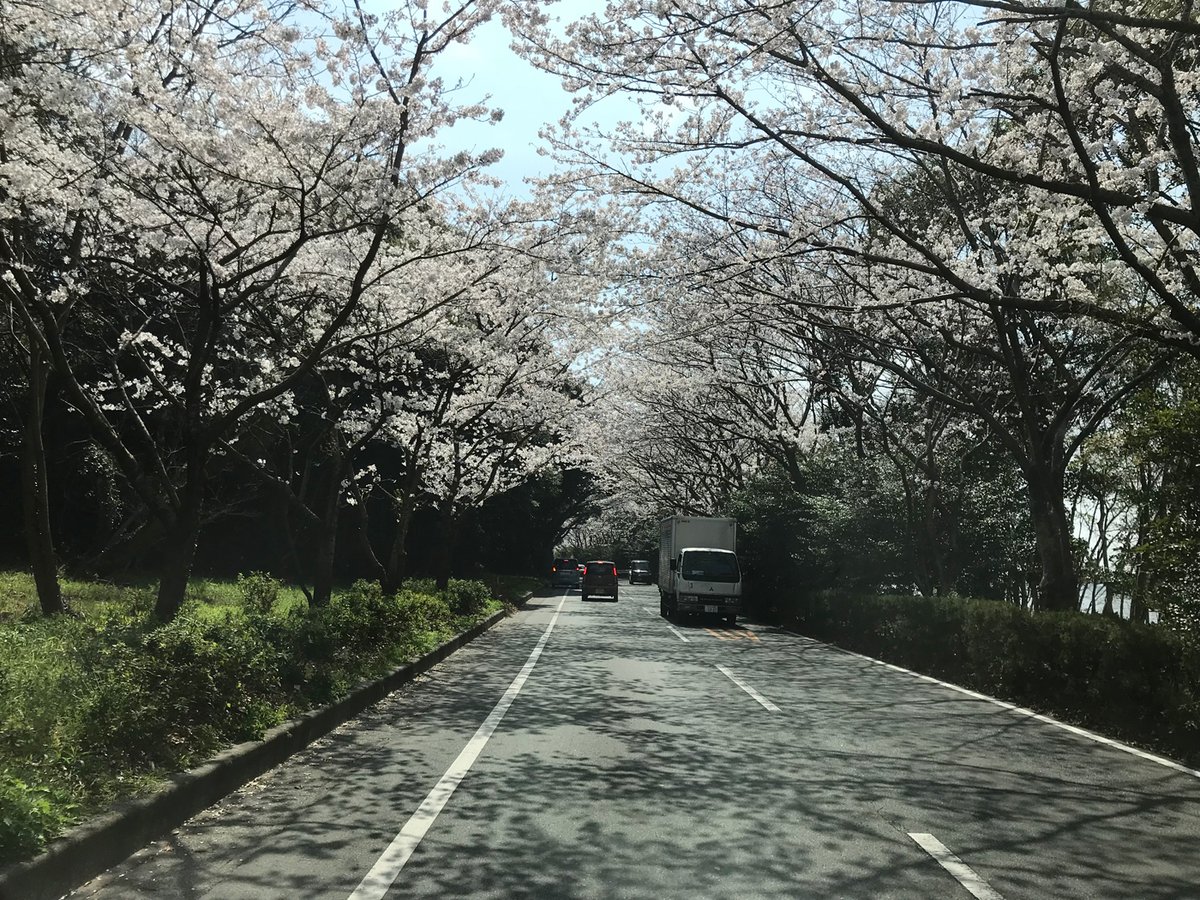 桜スポット