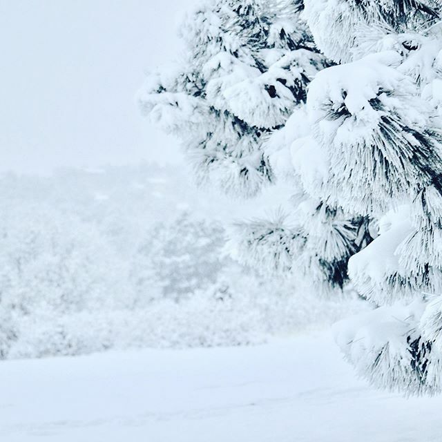 whitswildtribe's tweet photo. #coloradosprings covered in Feb #snow ❄️❄️ Definitely enjoying this sunny March weather right now though! 🌞 #visitcos #cityofcos https://t.co/VSGYRkxSRG https://t.co/FfxtUrgOEd
