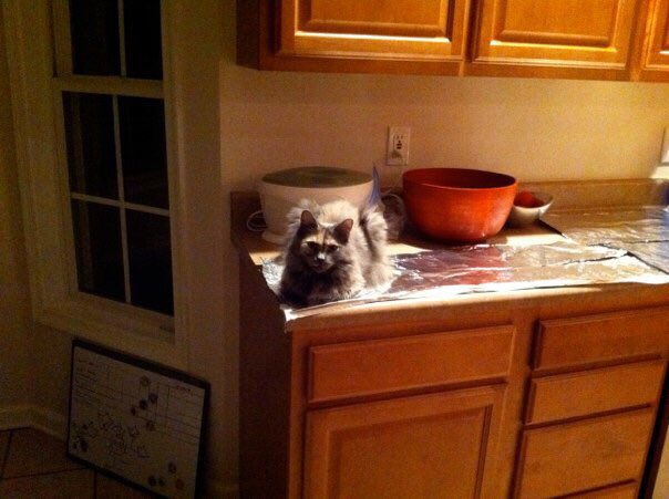 radmacher's tweet photo. @notfunnyelle @nycsouthpaw It doesn’t work with every cat. https://t.co/kVF0tAutOM