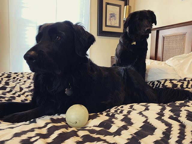 emilyread's tweet photo. Bout to drop the new album

_______________________________________________________ #slc #saltlakecity #saltcity #utah #utahisrad #801 #385 #realestate #realtor #kellerwilliams #kw #instagood #picoftheday #rescuedog #adoptdontshop #dude #dog #dogsofinsta… https://t.co/pi38AwaBst https://t.co/GJdVtAPUEI