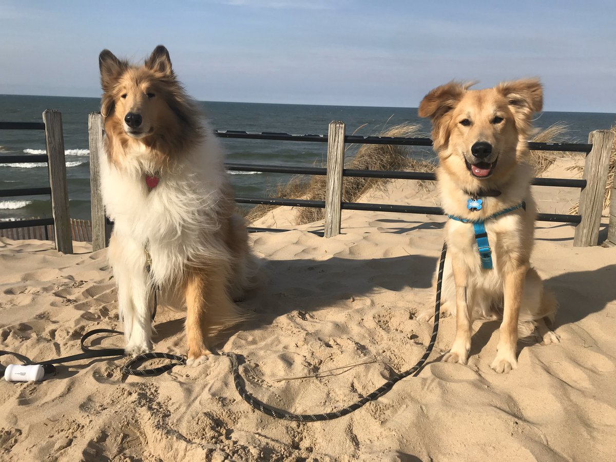 a_pfeifer3's tweet photo. First trip to the beach for both dogs! #LakeMichigan #doggyfunday https://t.co/7JxDNJWXBN